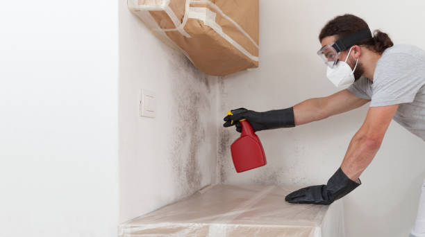 Professional Attic Mold Removal technician working in Round Rock, TX