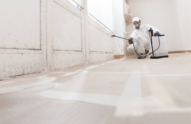 24/7 Emergency Attic Mold Removal experts in Round Rock, TX