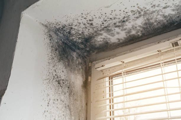 Trusted Mold Removal service in Round Rock, TX - Cheap Mold Removal