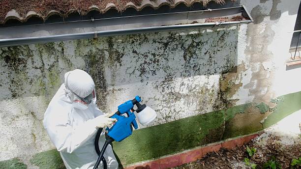 Trusted Black Mold Removal service in Round Rock, TX - Cheap Mold Removal